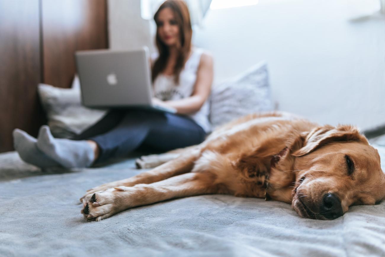 a woman on a laptop sitting on her bed. in the foreground of the picture is her dog, having a sleep.